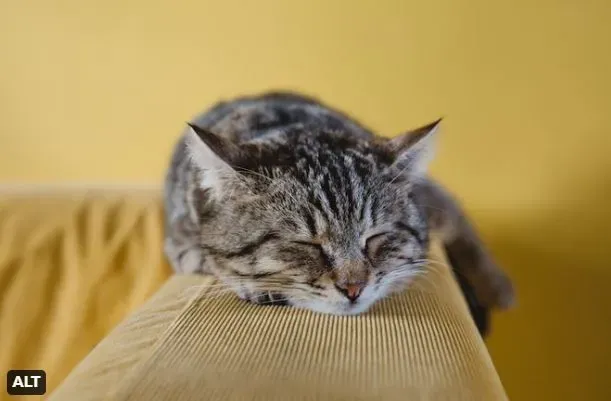 Cat sleeping on a couch.
